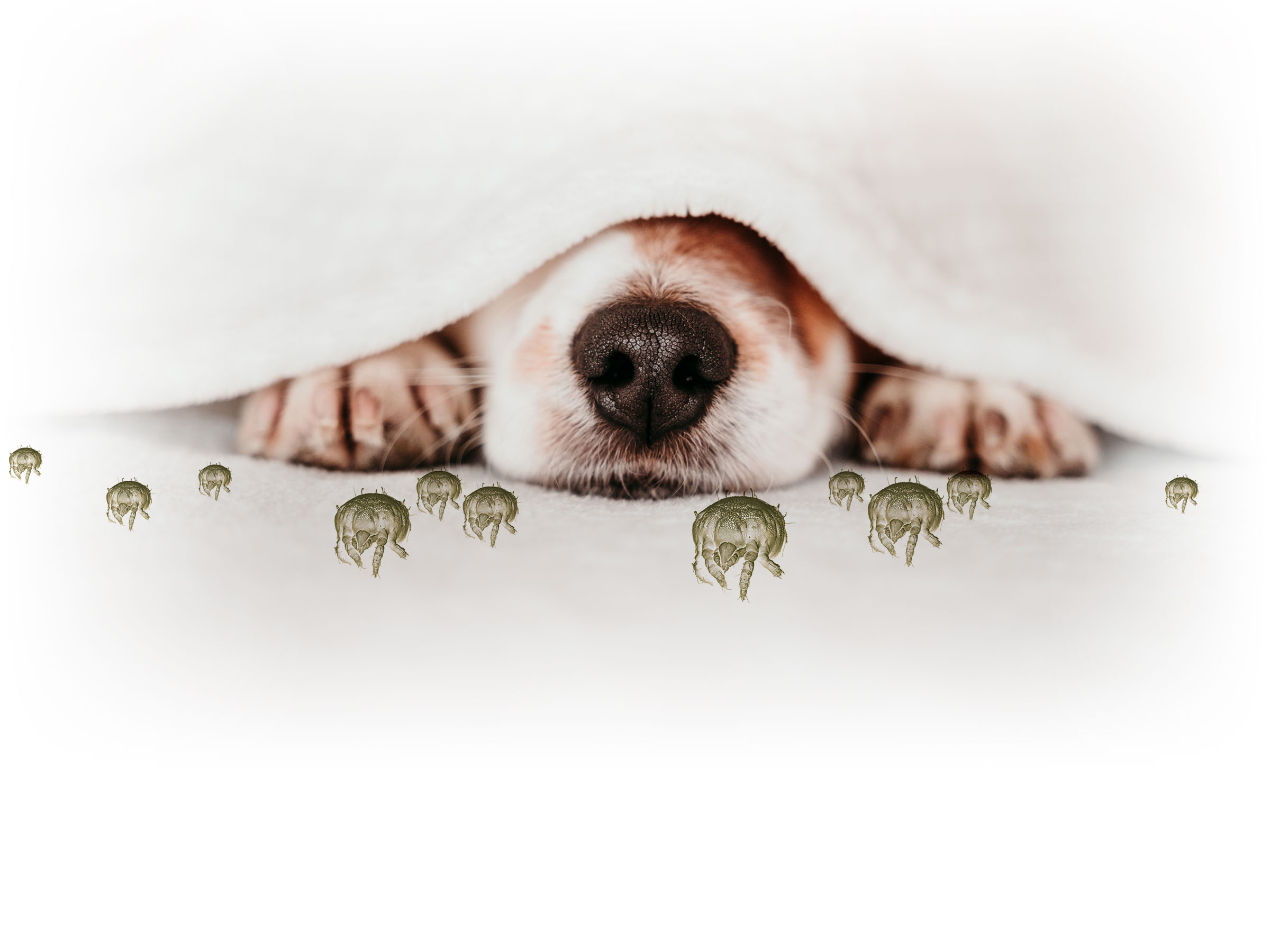 Itchy-Go_Acariens_Chien_Veterinaire_TOP2 Itchy-Go anti-acariens de Domobios, une solution efficace et rapide pour supprimer les acariens allergisants. Sans produit toxique et sans effet secondaire.
